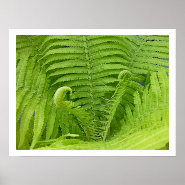 Ostrich Ferns with Fiddleheads Poster (Devant)