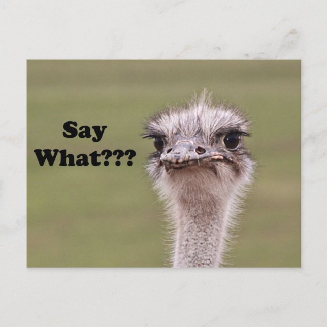 Ostrich Head sagt, was Funny Joke Foto Postkarte (Vorderseite)