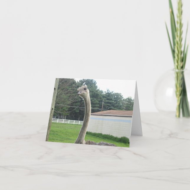 Ostrich Karte (Vorderseite)