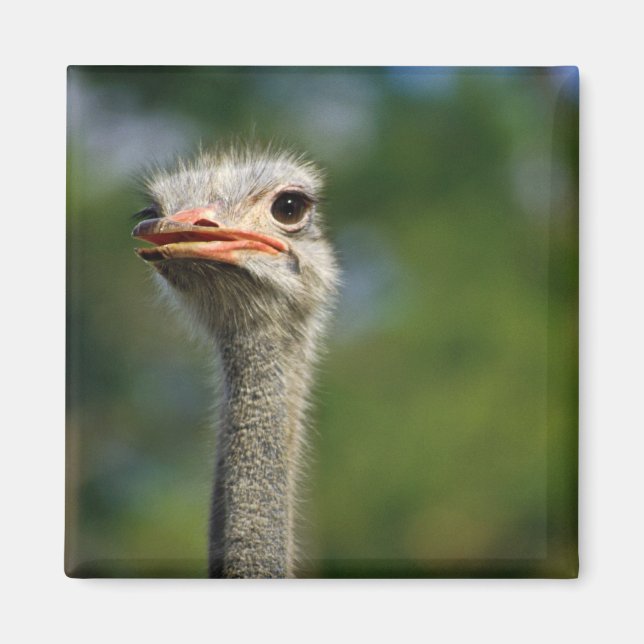 Ostrich Magnet (Vorne)