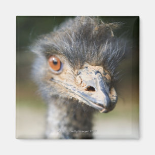 Ostrich Magnet