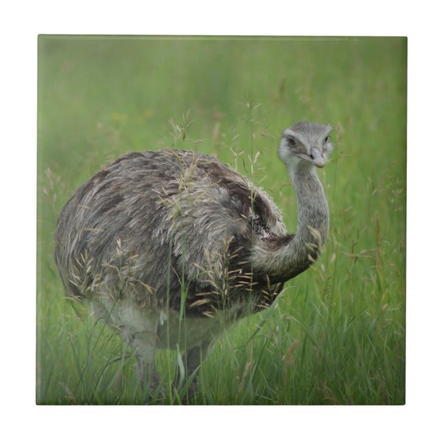 Ostrich Ostries Bird Wild Wildlife Art Fotos  Fliese (Vorderseite)