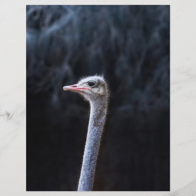ostrich portrait    (Vorderseite)