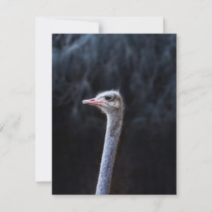 ostrich portrait  einladung