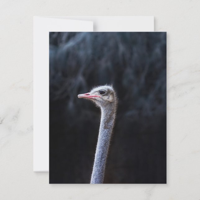 ostrich portrait  einladung (Vorderseite)