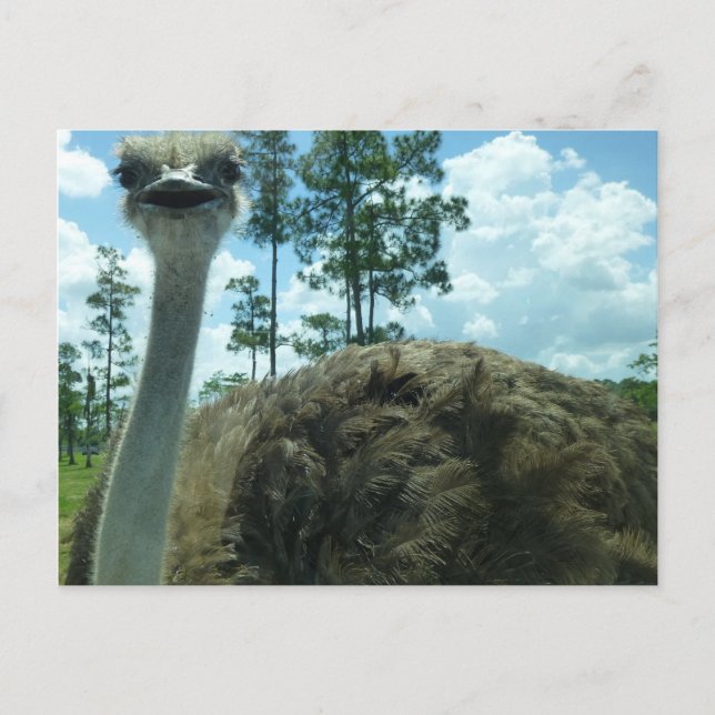 Ostrich Postcard Postkarte (Vorderseite)