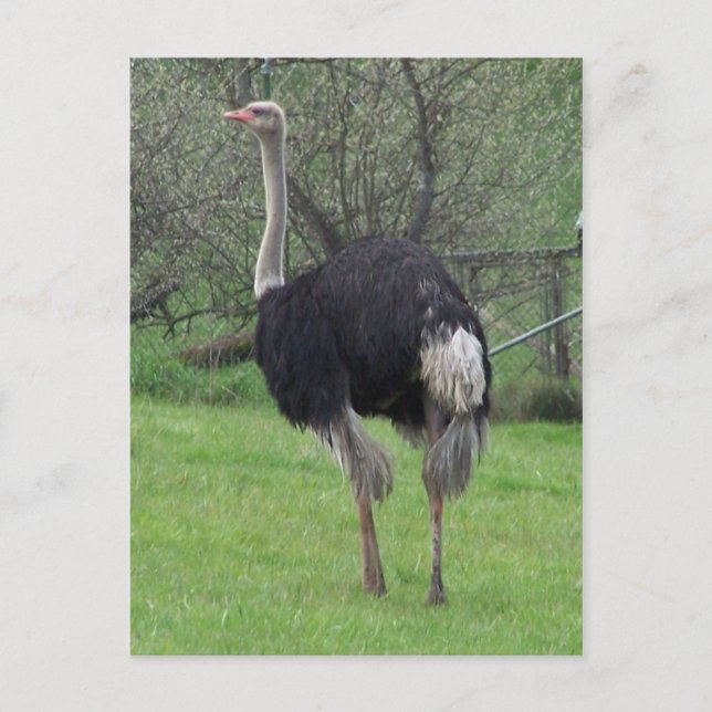 Ostrich Postcard Postkarte (Vorderseite)