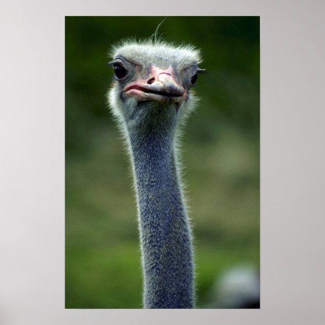 Ostrich Poster (Vorne)