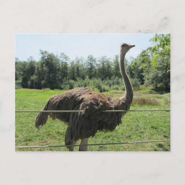 Ostrich Postkarte (Vorderseite)
