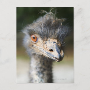 Ostrich Postkarte