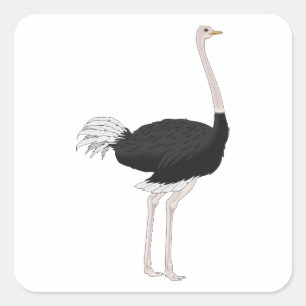 Ostrich Quadratischer Aufkleber