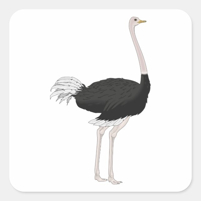 Ostrich Quadratischer Aufkleber (Vorderseite)