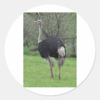 Ostrich Runder Aufkleber