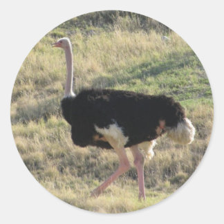Ostrich Runder Aufkleber