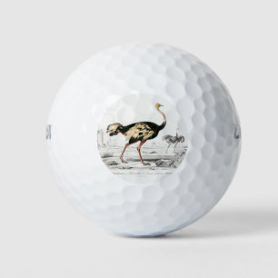 Ostrich Struthio Flightless Illustration Golfball