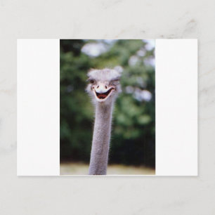 Ostrich Winking - Funny Postkarte