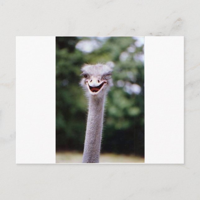 Ostrich Winking - Funny Postkarte (Vorderseite)