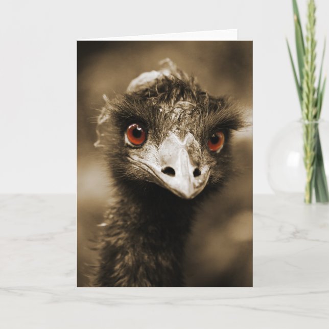 Ostriches Look Grußkarte Karte (Vorderseite)