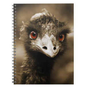 Ostriches Look Notebook Notizblock