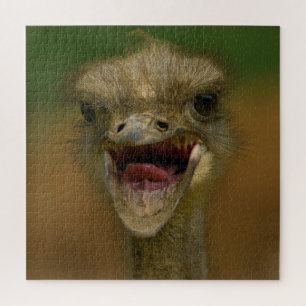 Ostrich's Embrace