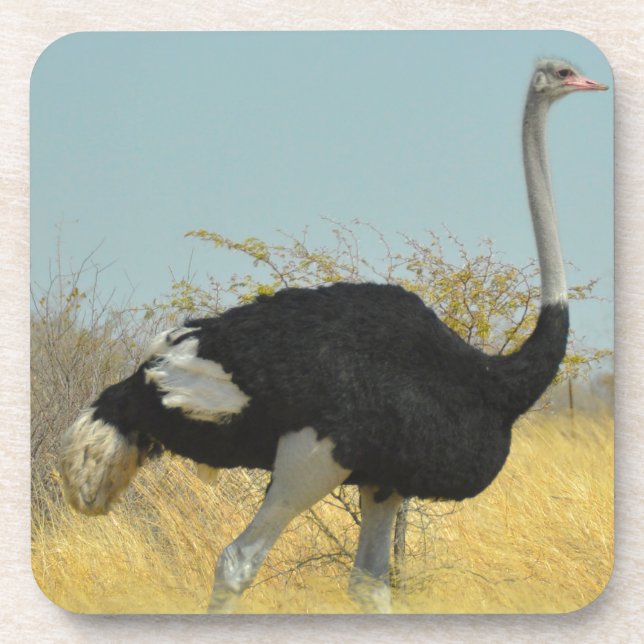 Ostrige für einen Run Untersetzer (Vorderseite)