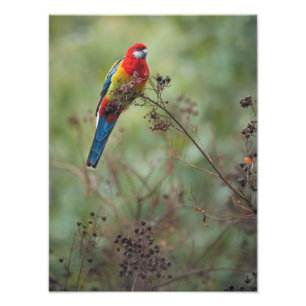 OstRosella Papagei -" Druck des Fotos 12x16