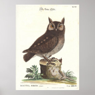 OstSchrei-Eule Catesby Seligman Wiedergabe Poster