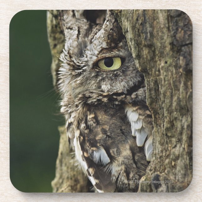 OstSchrei-Eule(graue Phase) Otus Asio Untersetzer (Vorderseite)
