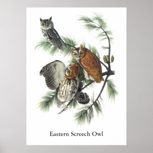 OstSchrei-Eule, John Audubon Poster