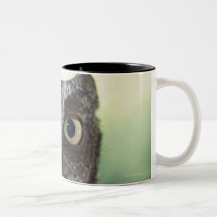 OstSchrei-Eulen-Porträt, das große Augen zeigt Zweifarbige Tasse