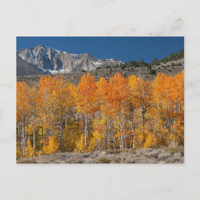 Ostsierra Herbstfarben Postkarte (Vorderseite)