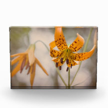 Ostsierra Tiger-Lilien-Wildblume-Foto-Block