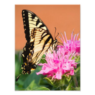 Osttiger-Frack-Schmetterling Fotodruck
