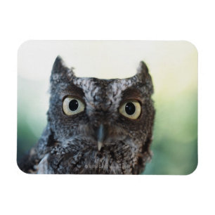 Ostueckenportrait mit großen Augen Magnet