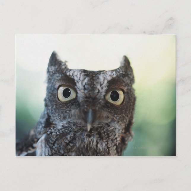 Ostueckenportrait mit großen Augen Postkarte (Vorderseite)