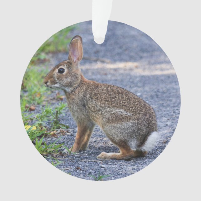 Ostwaldkaninchen Ornament (Vorderseite)