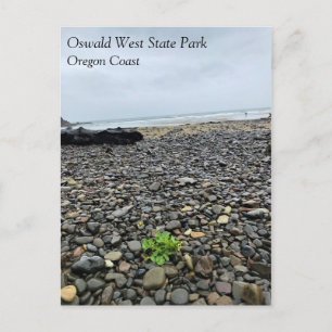 Oswald West State Park Oregon Coast Postkarte