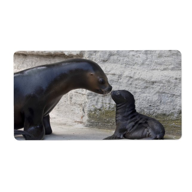 Otaria flavescens (Vorne)