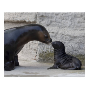 Otaria flavescens poster