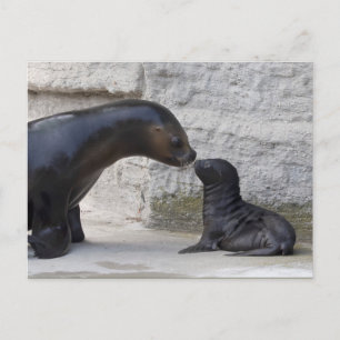 Otaria flavescens postkarte