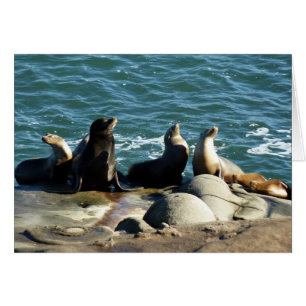 Otaries de San Diego