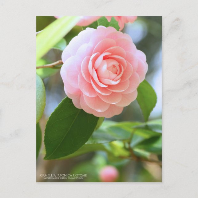 Otome-tsubaki: Camellia [Postcard] Postkarte (Vorderseite)