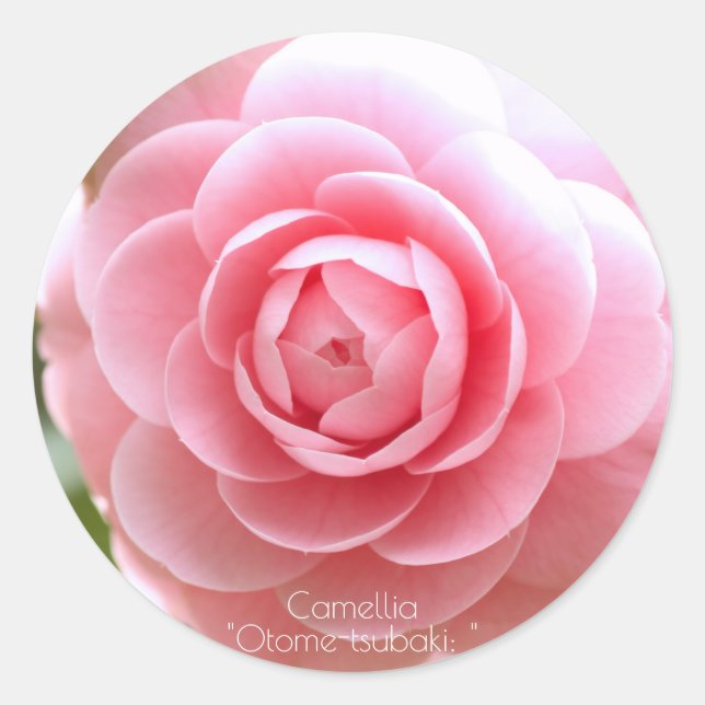 Otome-tsubaki: Camellia [Round Seal] Runder Aufkleber (Vorderseite)