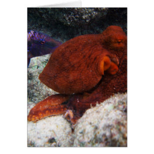 Otopus d'Hawaï