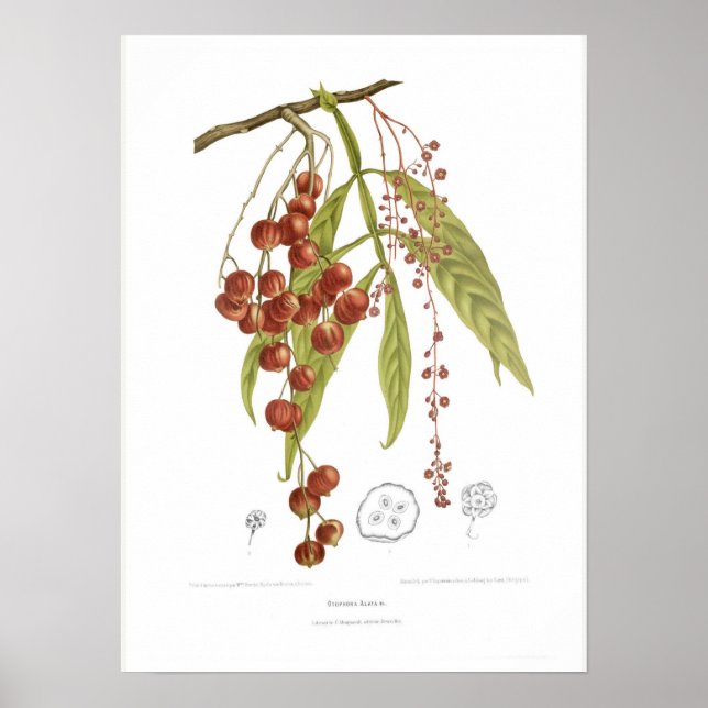 Otorpha alata poster (Vorne)