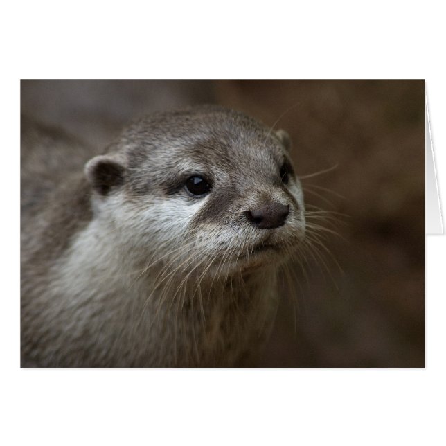 Otter (Vorderseite (Horizontal))