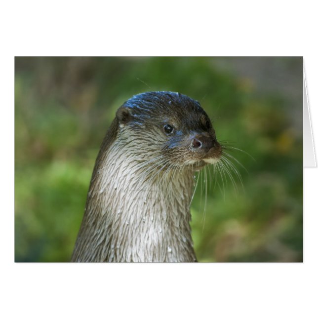 Otter (Vorderseite (Horizontal))