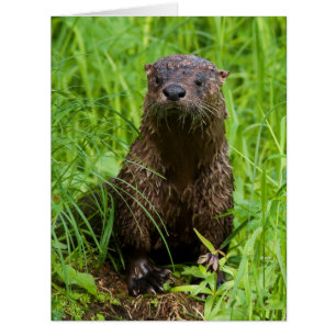 Otter