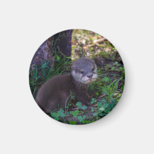 Otter-Anfänge – Erste Abenteuer Magnet