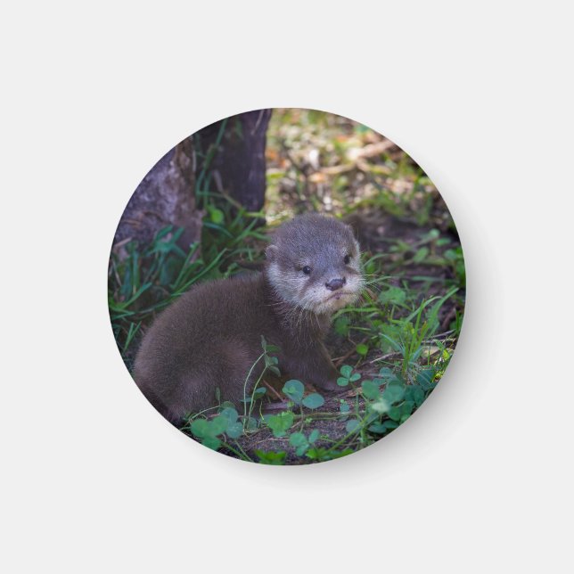 Otter-Anfänge – Erste Abenteuer Magnet (Vorne)
